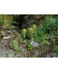 Larix kaempferi